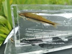 Notropis heterolepis