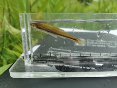 Notropis heterolepis