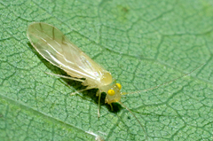 Xanthocaecilius sommermanae