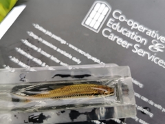 Notropis heterolepis