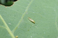 Xanthocaecilius sommermanae