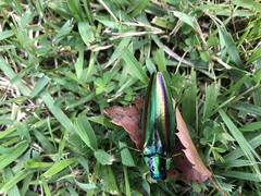 Chrysochroa fulgidissima