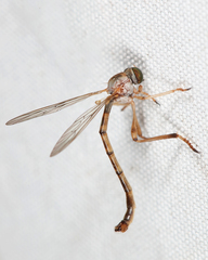 Leptogaster flavipes