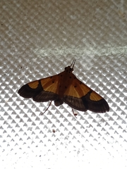 Endocrossis flavibasalis