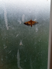 Endocrossis flavibasalis