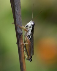Paroxya atlantica