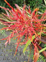 Scadoxus multiflorus