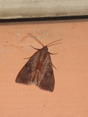 Galgula