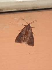 Galgula