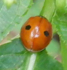 Adalia bipunctata