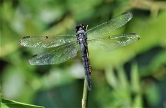 Libellula axilena