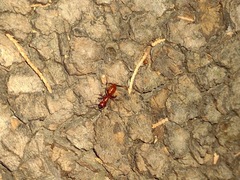 Camponotus schaefferi