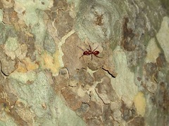 Camponotus schaefferi