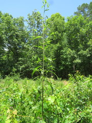 Helianthus laevigatus