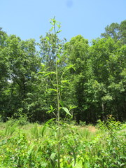Helianthus laevigatus
