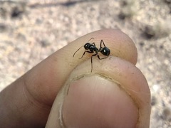 Camponotus ulcerosus