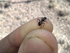 Camponotus ulcerosus