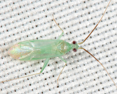 Blepharidopterus provancheri