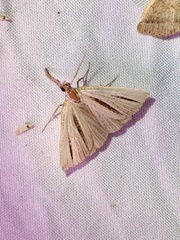 Macrochilo bivittata