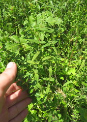 Helianthus schweinitzii