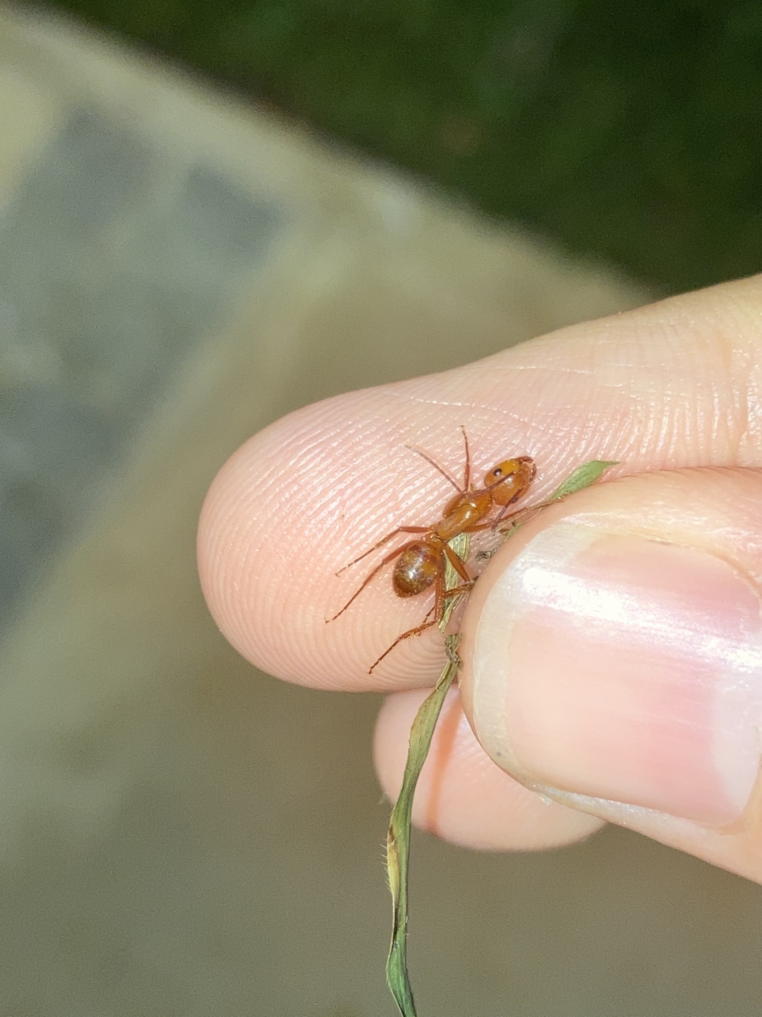 Camponotus hannani