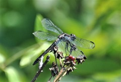 Libellula axilena