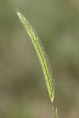 Hordeum bogdanii