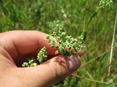 Euphorbia curtisii