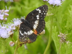 Chlosyne lacinia crocale