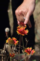 Gaillardia × grandiflora