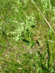 Euphorbia curtisii
