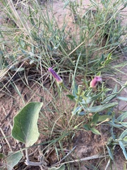 Ipomoea leptophylla