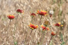 Gaillardia × grandiflora