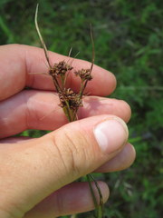 Rhynchospora recognita