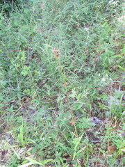 Rhynchospora recognita