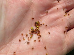 Rhynchospora recognita