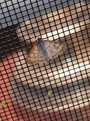 Crocidophora tuberculalis