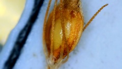 Rhynchospora filifolia