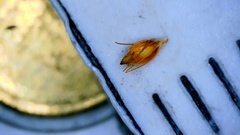 Rhynchospora filifolia