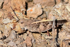 Cratypedes neglectus
