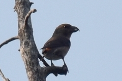 Loxia sinesciuris