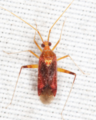 Phytocoris infuscatus