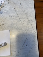 Rhynchospora filifolia