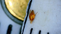 Rhynchospora filifolia