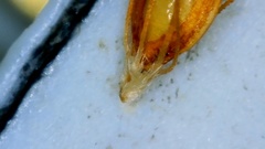 Rhynchospora filifolia