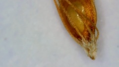 Rhynchospora filifolia