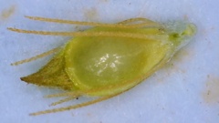 Rhynchospora filifolia