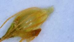 Rhynchospora filifolia