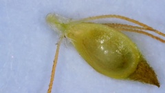 Rhynchospora filifolia