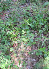 Lactuca graminifolia